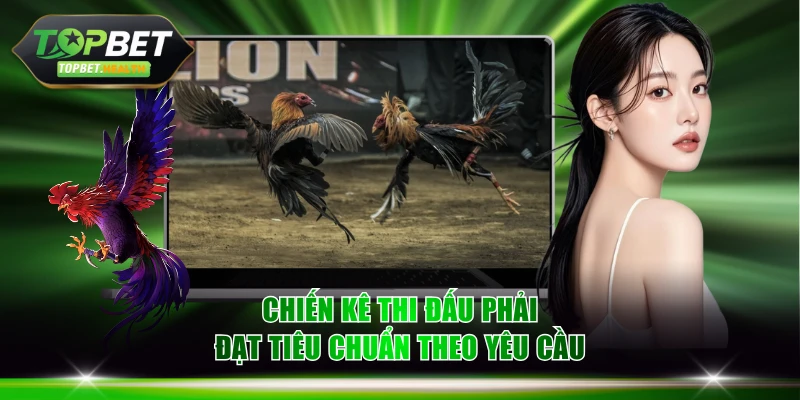 Chiến kê thi đấu phải đạt tiêu chuẩn theo yêu cầu