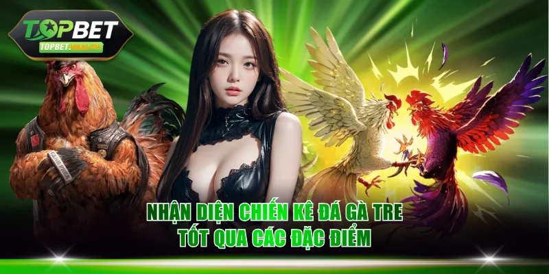 Nhận diện chiến kê đá gà tre tốt qua các đặc điểm nhận dạng